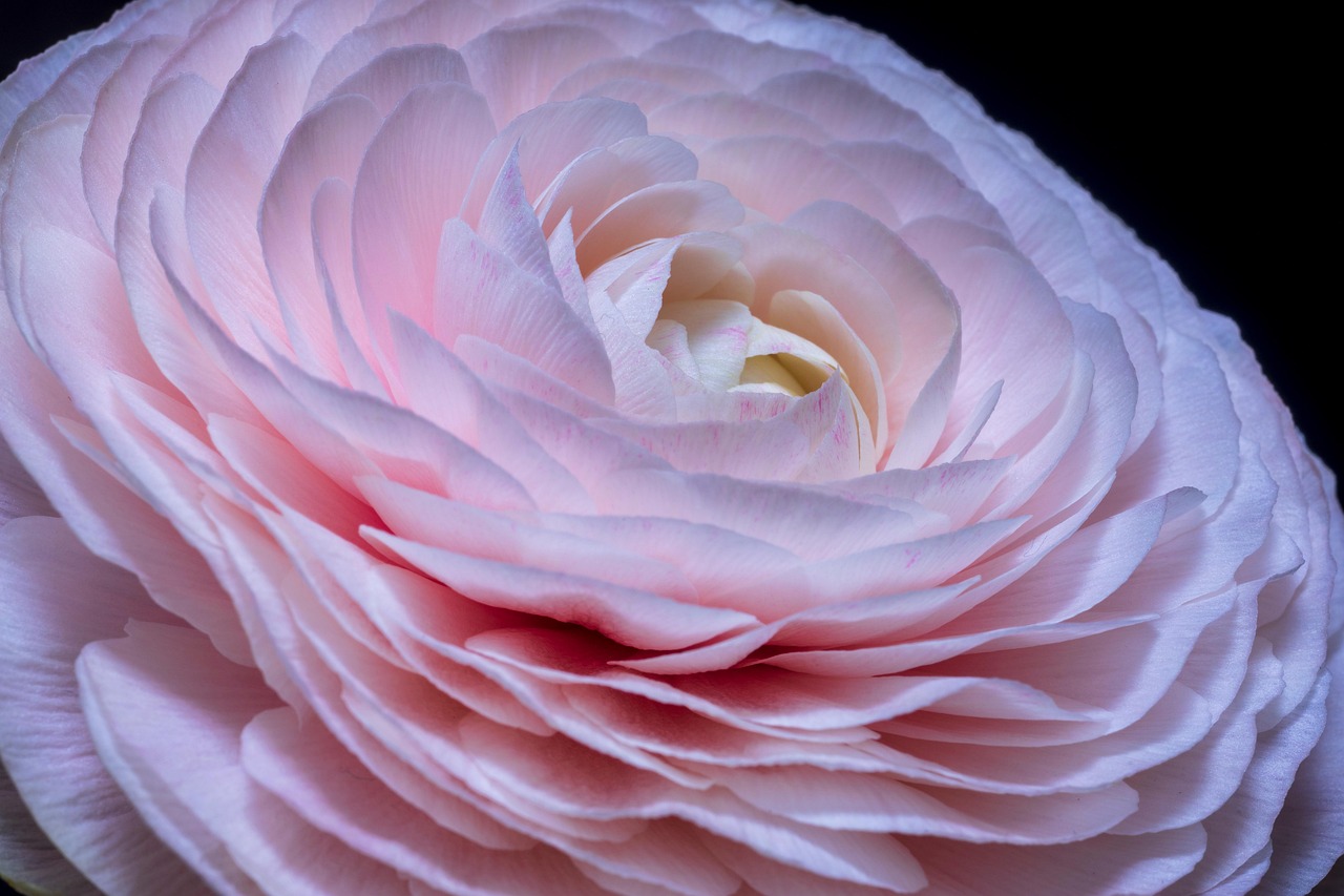 Photo 956276